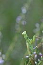 Eine Mantis ...