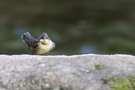 Wasseramsel