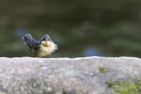 Wasseramsel