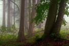 Septemberwald