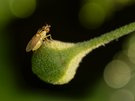 Gemeine Halmfliege (Thaumatomyia cf. notata)
