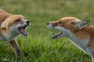 Junge Wildnis – Spielen, lernen, stärker werden