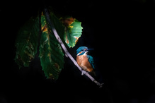 Eisvogel im Schatten