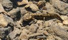 Feuersalamanders Kinderstube...