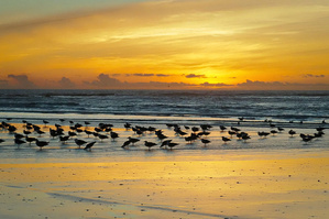 Westcoast
