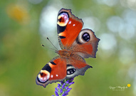 Diese Farben ...