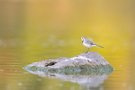 Wasseramsel in schönem Licht