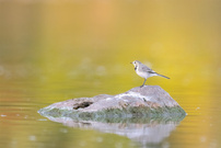 Wasseramsel in schönem Licht