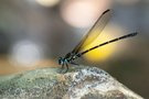 Cyclophaea cyanifrons