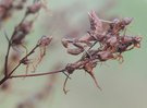 Kleine Mantis (Ameles spallanzania) Weibchen
