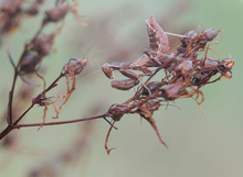 Kleine Mantis (Ameles spallanzania) Weibchen