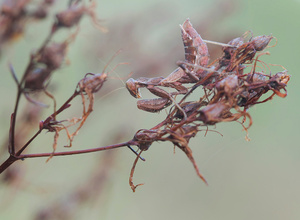 Kleine Mantis (Ameles spallanzania) Weibchen