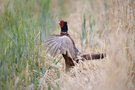 Fasan (Phasianus colchicus)