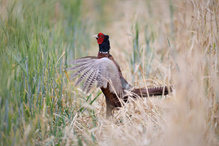 Fasan (Phasianus colchicus)