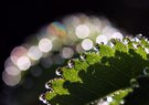 Rainbow-Drops