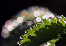 Rainbow-Drops