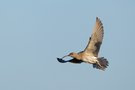 Regenbrachvogel