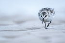 "...Sanderling..."