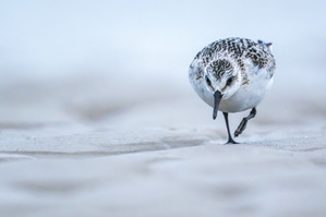 "...Sanderling..."