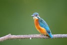 Eisvogel auf seinem Ansitzast