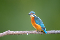 Eisvogel auf seinem Ansitzast