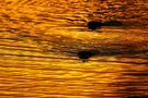 In flüssigem Gold