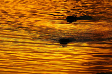 In flüssigem Gold