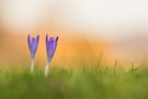 Krokus-Duo im späten Sonnenlicht