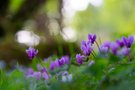 Wilde Alpenveilchen