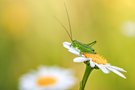 Erinnerung an Frühsommer
