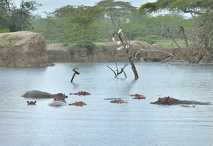 Hippo-Pool im Regen mit Kuhreihern