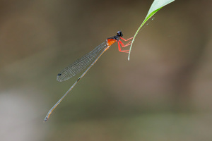 Igneocnemis haematopus