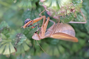 Keine Chance gegen die Mantis...