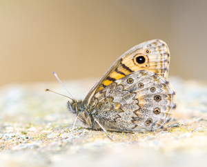 Mauerfuchs