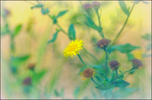 Großes Flohkraut