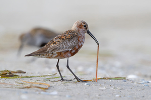 Strandgeschichten