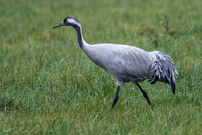 Kranich