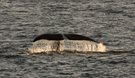 Grönlandwal/Bow-headed Whale