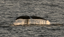 Grönlandwal/Bow-headed Whale
