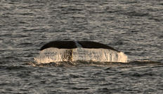Grönlandwal/Bow-headed Whale