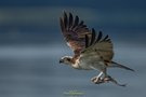 Bye Bye Osprey...