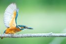 Eisvogel in Abwehrhaltung