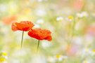 Mohn-Duo