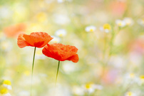 Mohn-Duo