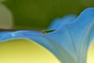 Rhododendronzikade auf einer Winde