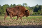 Europäischer Wisent