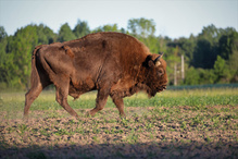 Europäischer Wisent