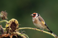 Besuch im Garten