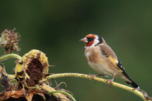 Besuch im Garten