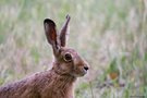 Mein Name ist Hase
